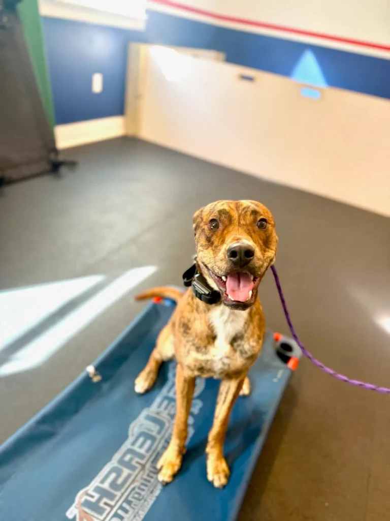 Dog Training Gulf Place FL obedience session