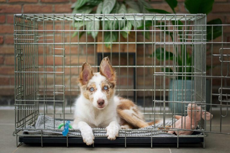 Dog training Seagrove Beach FL with puppy in crate