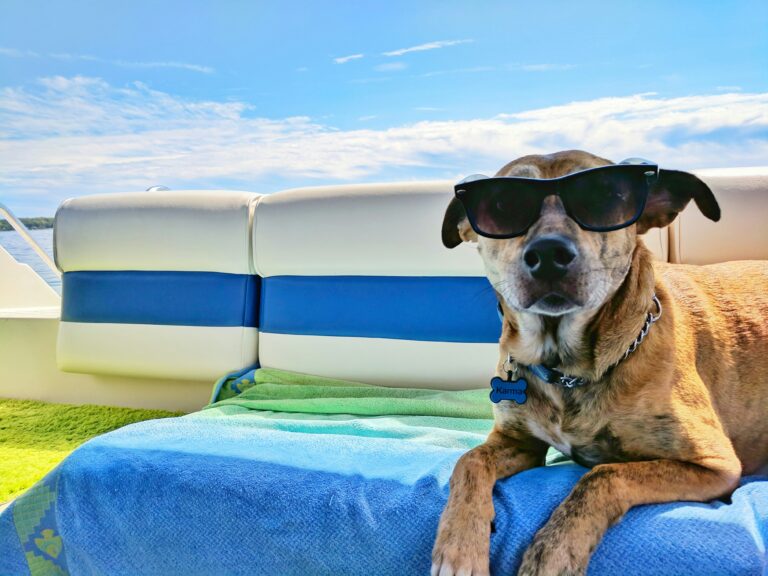 3 Ways to Keep Your Dog Cool This Summer