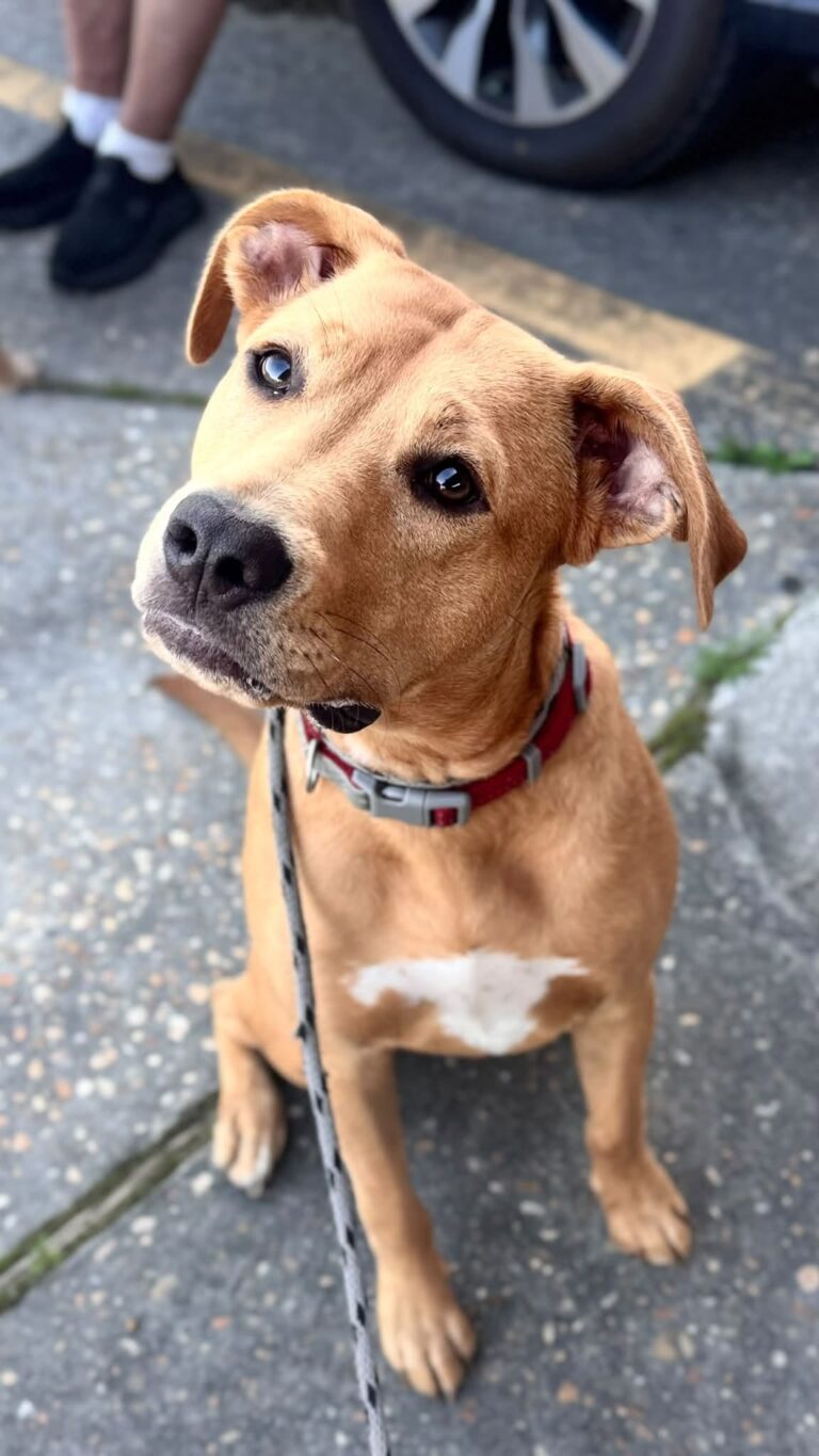 Andy the Red Lab-Pit mix building confidence in Santa Rosa Beach, FL