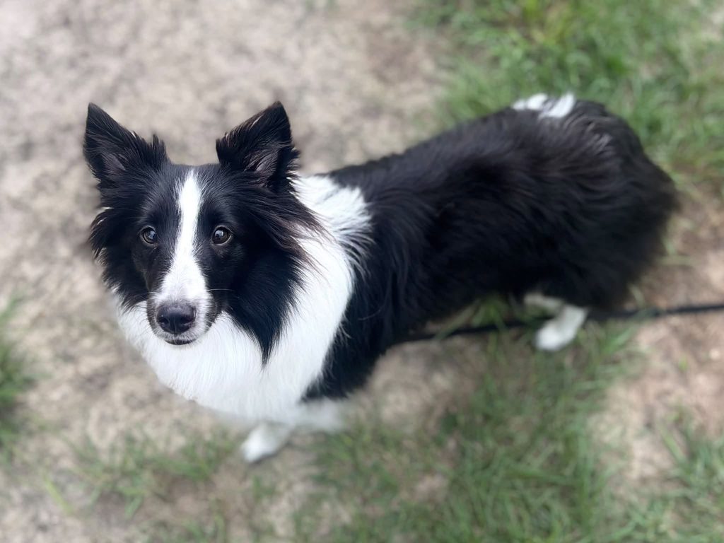 Sully practicing focus and obedience in Santa Rosa Beach, FL