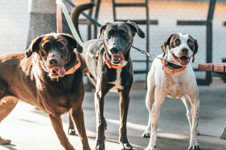 Multi-Dog Household Training