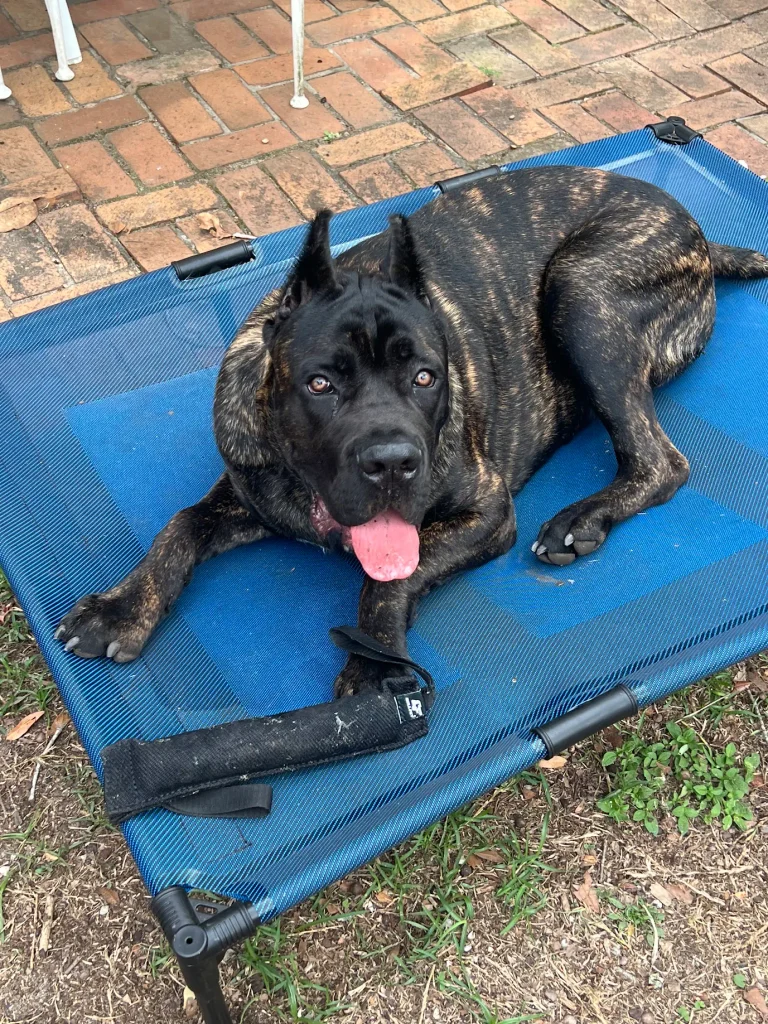 Reactive Cane Corso practicing calm walking in Santa Rosa Beach, FL